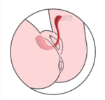 Svakom Phoenix Neo Vibrador por App Webcam - Imagen 5